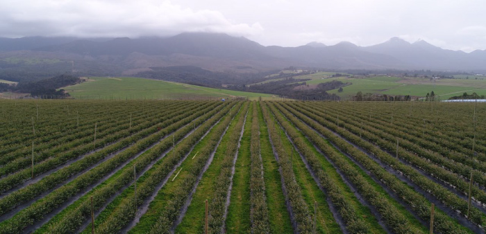 Blue Mountain Berries - Our Products