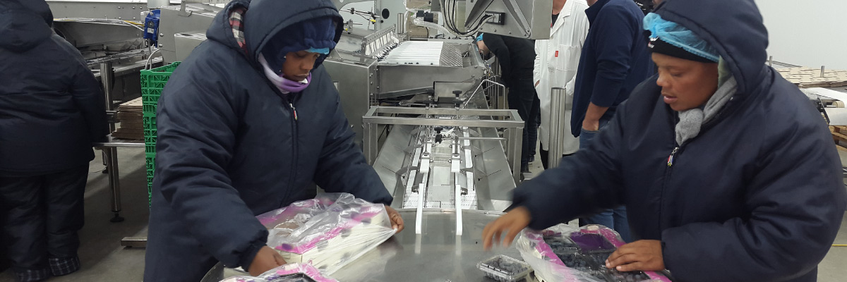 Our People at Blue Mountain Berries