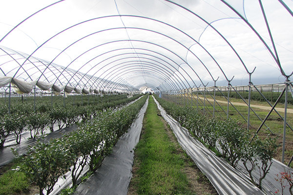 Blue Mountain Berries Projects and Production