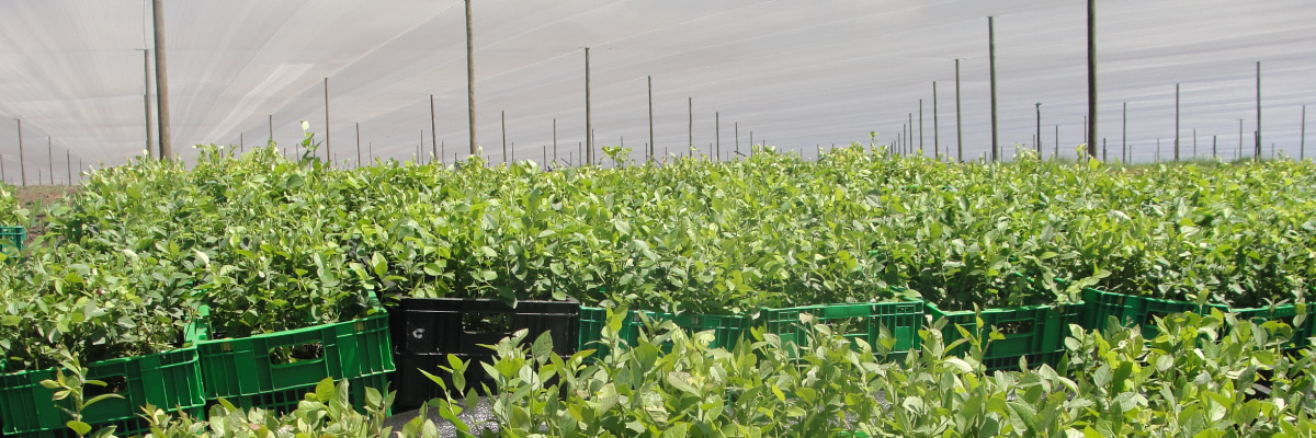 Blue Mountain Berries Projects and Production